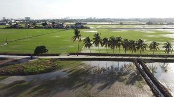 Aerial fly over row of coconut trees at the field