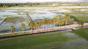 Orbit shot row of coconut trees near the paddy field during golden hour. video