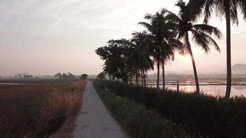 Gimbal shot move along the path in row of coconut trees in morning. video