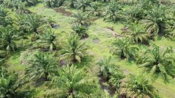 Aerial rotate view not dense young oil palm tree video