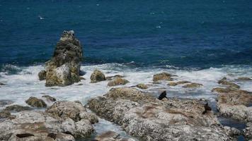 Fur seal rest at the rock at Kaikoura Beach, South Island video