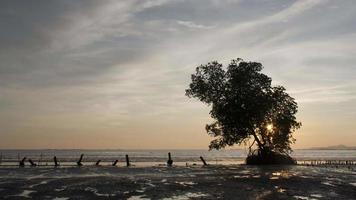 Sunset lonely tree at Nibong Tebal. video