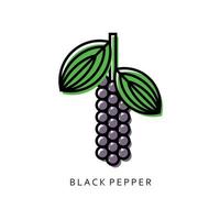 Isolated black pepper bunch on white background. simple outline vector. vector