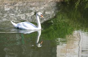 the poitevin marsh photo