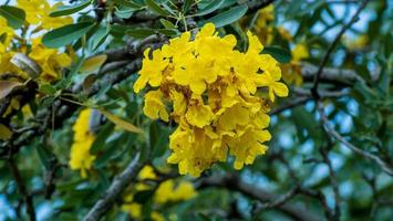 Tabebuia aurea flower on tree in the park photo