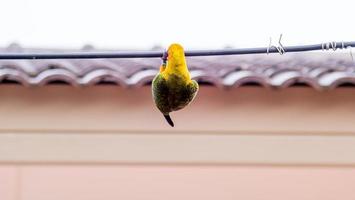 Sun conure perched on wire photo