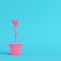 Pink flower in a pot on bright blue background in pastel colors photo