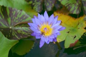 Close-up violet lotus and lotus leaves in the water pond. photo