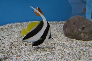 White and black fish swimming in the aquarium museum. photo