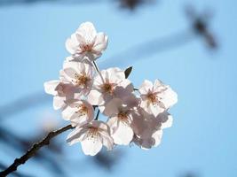 Cherry Blossom bunch photo