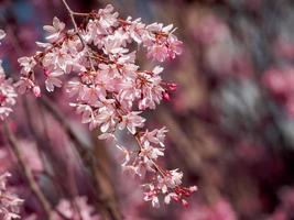 Spray of Cherry Blossoms photo