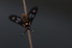 mariposa amarilla sobre una hierba amarilla foto