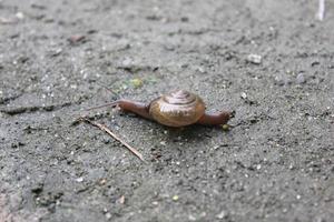 Little snail walking on the sand photo