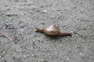 Little snail walking on the sand photo