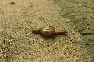 Little snail walking on the sand photo