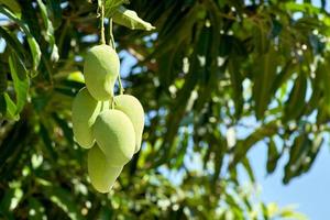 manojo de mangos crudos en el árbol foto