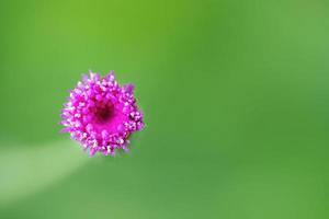 Flower grass blurred in outdoor photo