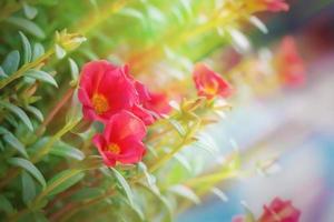 Red flowers in soft warm light. Vintage autumn landscape blurry nature background. photo