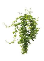 vine plants isolate on white background photo