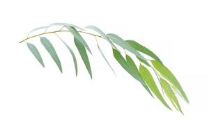 eucalyptus branch isolated on white background with clipping path photo