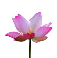 Lotus flower plant isolated on white, Clipping path photo