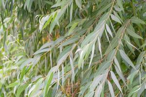 Eucalyptus leaves nature photo