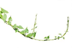 vine plants isolate on white background photo