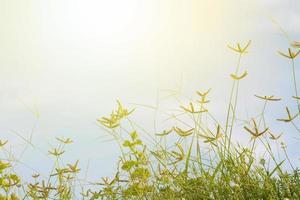 meadow flowers in soft warm light. Vintage autumn landscape blurry natural background. photo