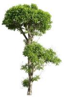 Tree isolated on white background. Object tree for design photo
