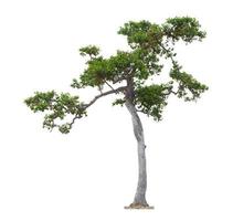 Tree isolated on white background photo