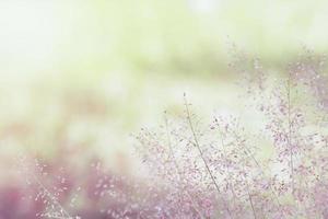 meadow flowers in soft warm light. Vintage autumn landscape blurry natural background. photo