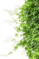 rama de vid, hojas de vid sobre fondo blanco foto