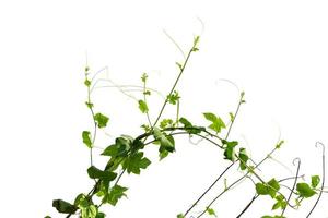 Vine Branch, Vine leaves on white background photo