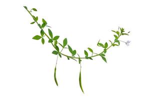 vine plants isolate on white background, Clipping path photo