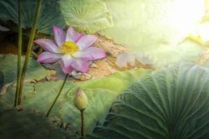 Lotus flower with light sun in nature photo
