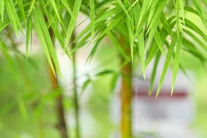 bamboo leaf background photo