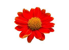 red gerbera isolated on white background. Clipping path photo