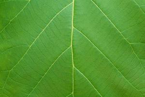 Leaf texture background photo