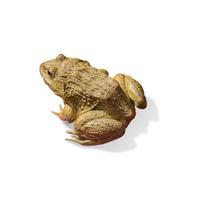 Frog isolated on white background, Clipping path photo