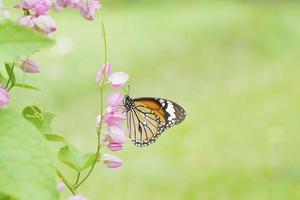mariposa en la planta de vid de flor rosa