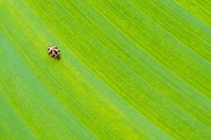 ladybug on green leaf background photo