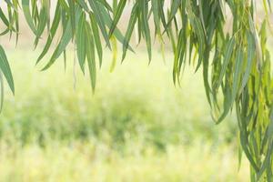 Eucalyptus leaves plant photo