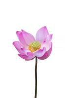 pink lotus flower isolated on white background, Clipping path photo