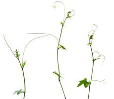 Vine plant isolated on white background photo