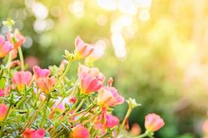 Pink flowers in soft warm light. Vintage autumn landscape blurry nature background. photo