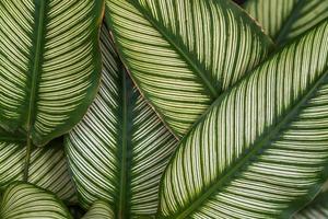 Leaf green background photo