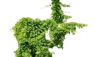 vine plants isolate on white background photo