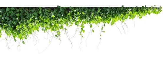 vine plants isolate on white background photo