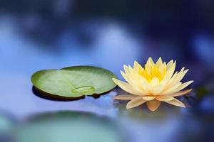 Lotus flower yellow color in night photo