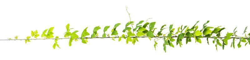 vine plants, jungle leaves isolated on white background
